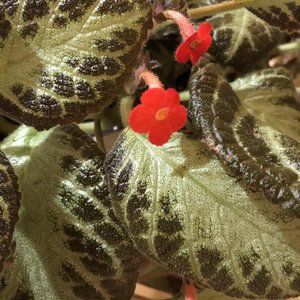 Meet your Posher, Maddelena